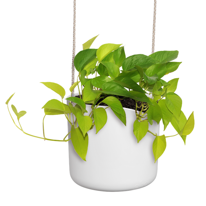 b.for swing 18cm wit